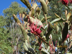 Grevillea