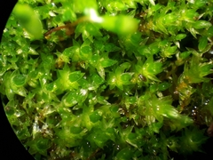 Bryum