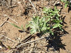 Artemisia douglasiana