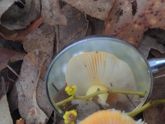 Amanita xanthocephala