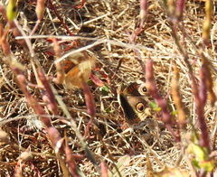 Junonia grisea