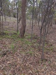 Amanita xanthocephala