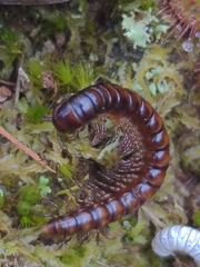 Myriapoda