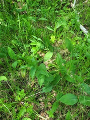 Vincetoxicum hirundinaria