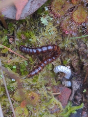 Myriapoda