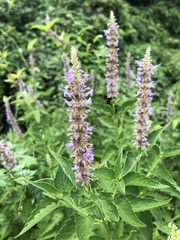 Agastache