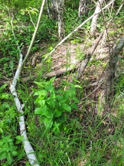 Vincetoxicum hirundinaria