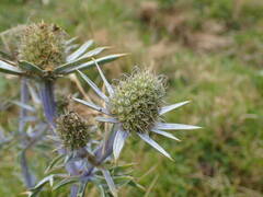 Eryngium bourgatii