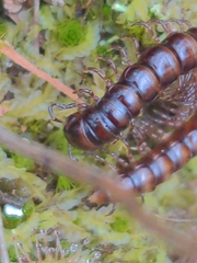 Myriapoda