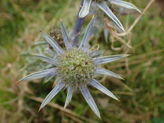 Eryngium bourgatii