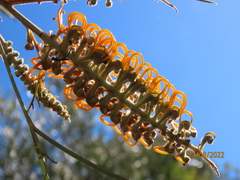 Grevillea