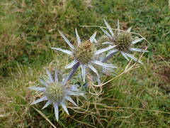 Eryngium bourgatii