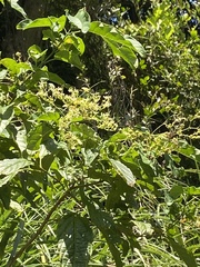 Clerodendrum cyrtophyllum