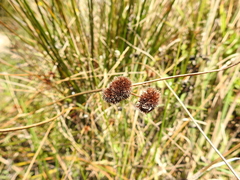 Juncus bolanderi