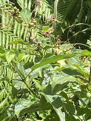 Clerodendrum cyrtophyllum