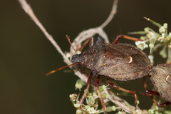 Picromerus bidens