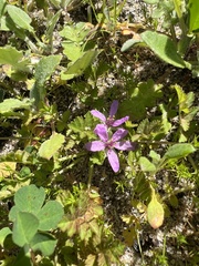Erodium