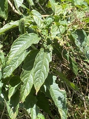Clerodendrum cyrtophyllum
