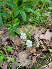 Potentilla alba