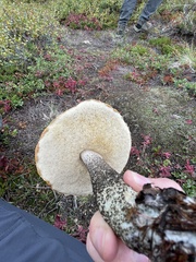 Leccinum versipelle