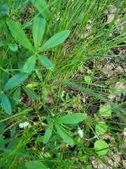 Potentilla alba