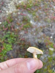 Leccinum versipelle