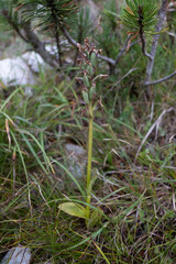 Dactylorhiza majalis