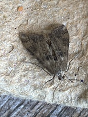 Cataclysta lemnata