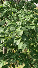 Ulmus glabra