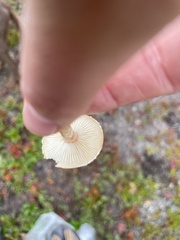 Leccinum versipelle
