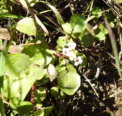 Nasturtium officinale