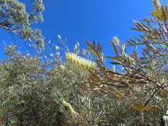 Grevillea