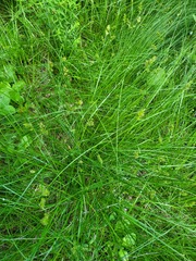 Carex spicata