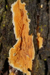 Gloeoporellus merulinus