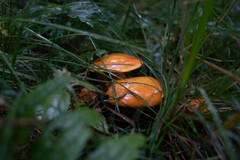 Suillus grevillei