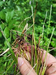 Carex spicata