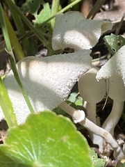 Leucocoprinus cepistipes