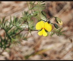 Gompholobium pinnatum