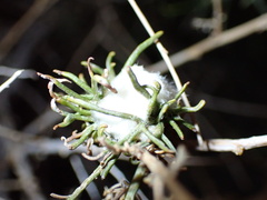 Peucephyllum schottii