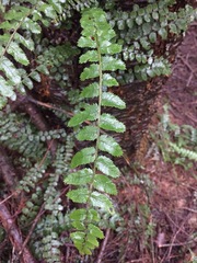 Blechnum filiforme