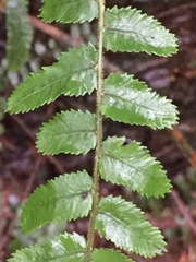 Blechnum filiforme