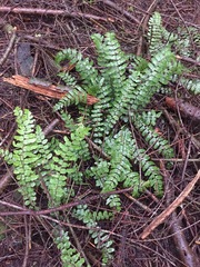 Blechnum filiforme