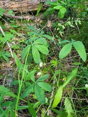 Potentilla alba