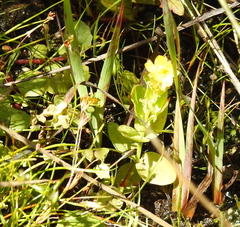 Hypericum anagalloides