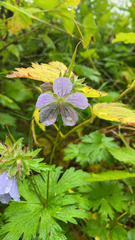 Geranium erianthum