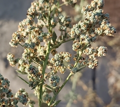 Chenopodium opulifolium