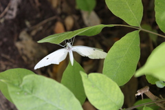 Ascia monuste monuste