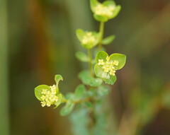 Pimelea flava flava