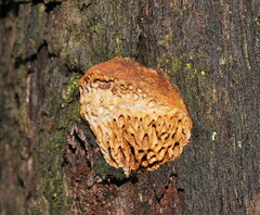 Hexagonia vesparia