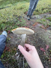 Leccinum versipelle